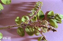 Image related to Vetch seed-Aphid