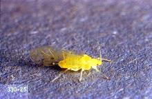 Image related to Walnut-Aphid