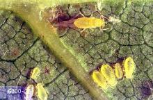 Image related to Walnut-Aphid