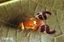 Image related to Walnut-Walnut husk fly