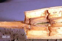 Image related to Willow (Salix)-Poplar-and-willow borer