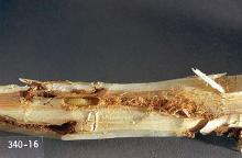 Image related to Willow (Salix)-Poplar-and-willow borer