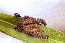 Image related to Willow (Salix)-Spiny elm caterpillar (mourningcloak butterfly)