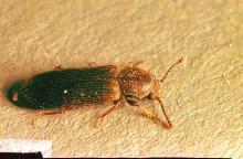 Image related to Wood-infesting pests-Beetle