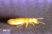 Image related to Wood-infesting pests-Termite