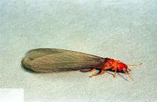 Image related to Wood-infesting pests-Termite