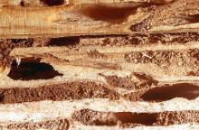 Image related to Wood-infesting pests-Termite