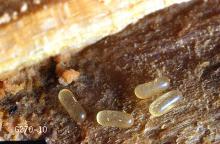 Image related to Wood-infesting pests-Termite