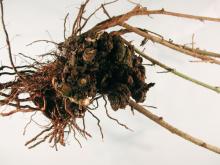 Image related to Blackberry (Rubus spp.)-Crown and Cane Gall