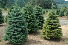 Christmas trees