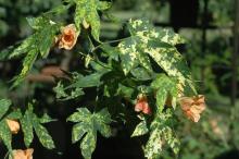 Variegated leaves