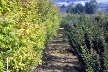 Nursery rows of Acer spp.