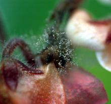 Image related to African Violet (Saintpaulia spp.)-Gray Mold