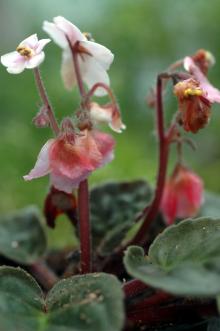 Image related to African Violet (Saintpaulia spp.)-Gray Mold