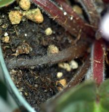 Image related to African Violet (Saintpaulia spp.)-Gray Mold