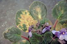 African Violet leaves