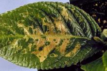 Leaf with sunken areas