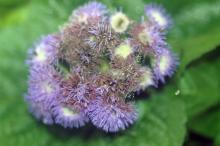 Flowers with fuzzy fungus