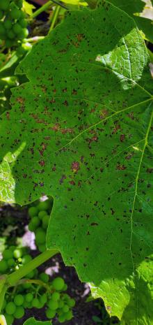 close up of grape leaf