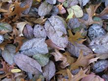 Leaves on the ground