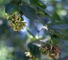 Alder catkins