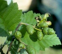 Deformed catkin