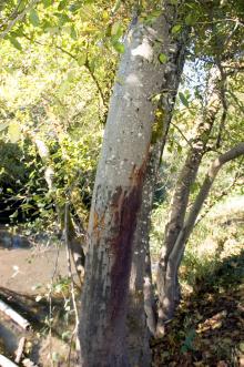 Alder trunk