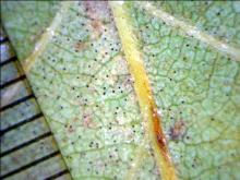 Image related to Alder (Alnus spp.)-Powdery Mildew