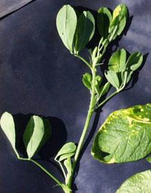 Image related to Alfalfa (Medicago sativa)-Alfalfa Mosaic