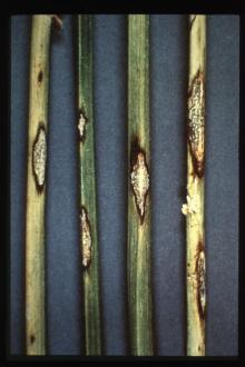 Image related to Alfalfa (Medicago sativa)-Anthracnose