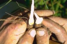 Image related to Alfalfa (Medicago sativa)-Bacterial Wilt