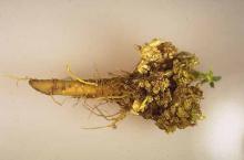 Image related to Alfalfa (Medicago sativa)-Crown Wart