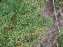 Image related to Alfalfa (Medicago sativa)-Dodder