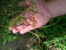 Image related to Alfalfa (Medicago sativa)-Dodder