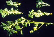 Image related to Alfalfa (Medicago sativa)-Nematode, Bulb and Stem