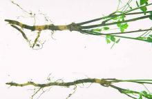 Image related to Alfalfa (Medicago sativa)-Phytophthora Root Rot