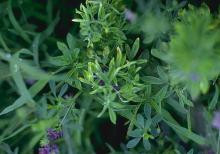 Image related to Alfalfa (Medicago sativa)-Verticillium Wilt