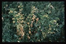 Image related to Alfalfa (Medicago sativa)-Verticillium Wilt