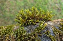 Image related to Algae, Lichens, and Mosses on Plants