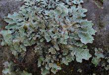 Image related to Algae, Lichens, and Mosses on Plants