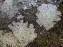 Image related to Algae, Lichens, and Mosses on Plants