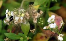 Image related to Alyssum-Botrytis Blight