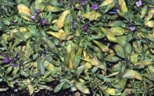 Image related to Alyssum-Downy Mildew