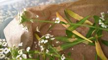 Detached leaves from Alyssum plants growing in a seed field that are showing the underside of leaf spots due to downy mildew; mycelium and spore production are present on the underside of the leaf spots. Photo by Cynthia M. Ocamb, 2012.