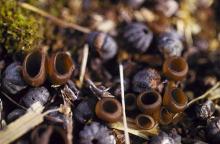 Image related to Blueberry (Vaccinium corymbosum)-Mummy Berry