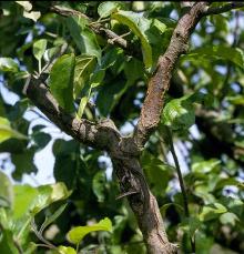 Image related to Apple (Malus spp.)-Anthracnose (Bull's-eye Rot)