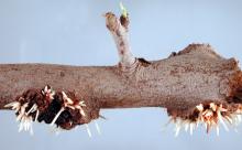 Image related to Apple (Malus spp.)-Burrknot