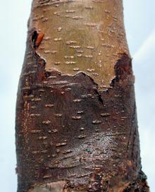 Image related to Apple (Malus spp.)-Crown and Collar Rot