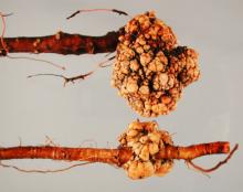 Image related to Apple (Malus spp.)-Crown Gall