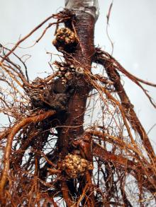 Image related to Apple (Malus spp.)-Crown Gall